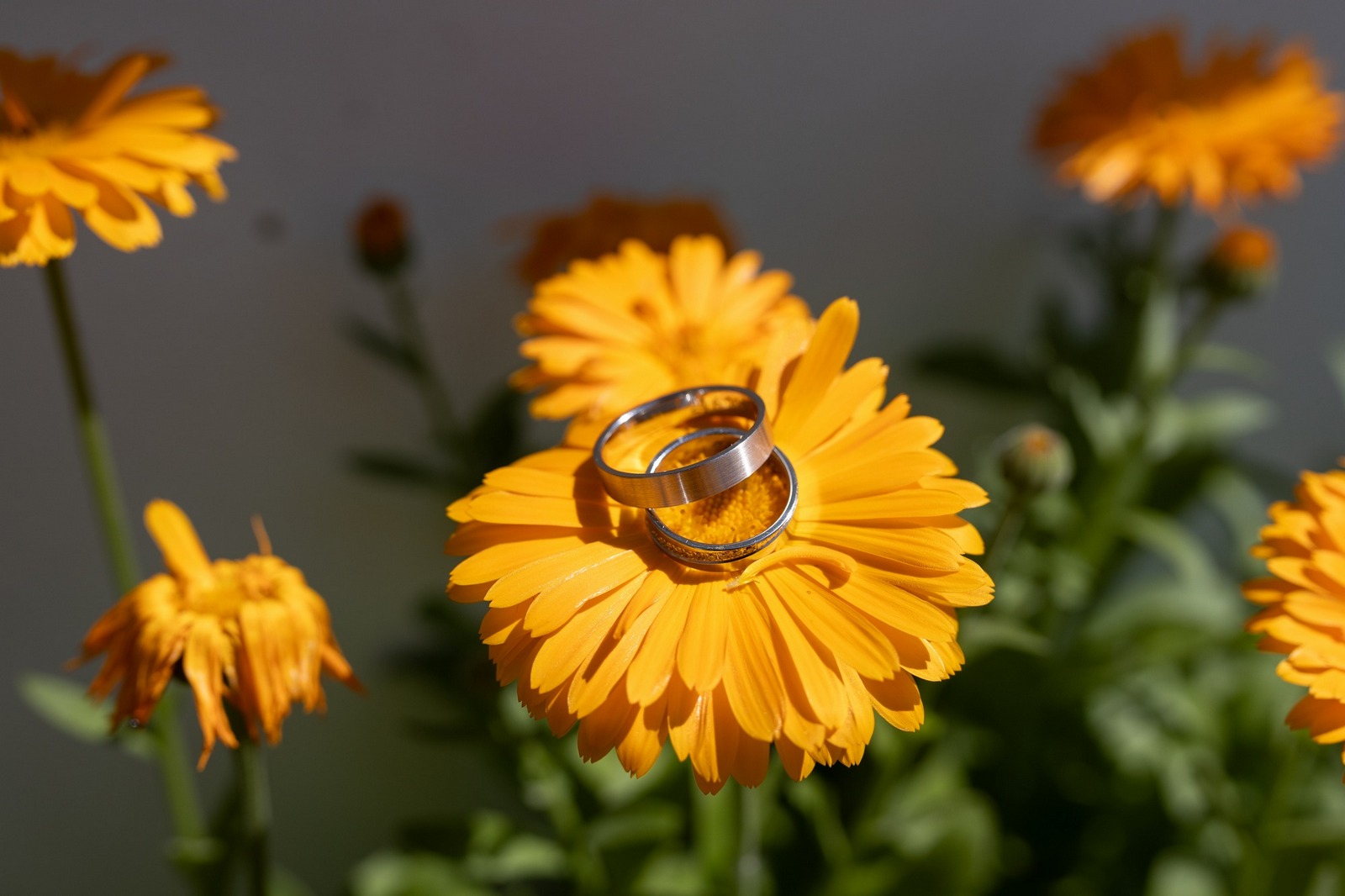 Svatba Hostinec u Vrbů ve Stašově, Hořovice snubní prsteny detail